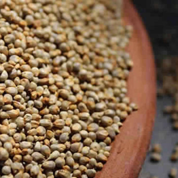Freshon Pearl Millet - Natural